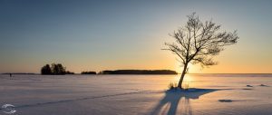 Sunset over a frozen lake with the sun behind a tree in foreground