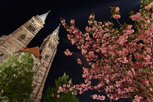 A pink blossom tree with a church in the background at night