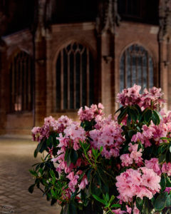 Flowers in front of the Lorenzkirche