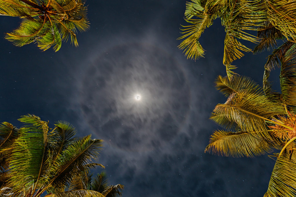 Moon surrounded by palm trees