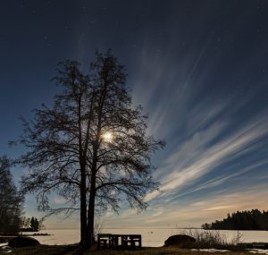 A big tree in front of a frozen lake with the moon behind it at night
