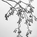 Frozen branches in the fog