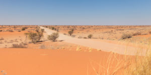 Picture of the Kalahari
