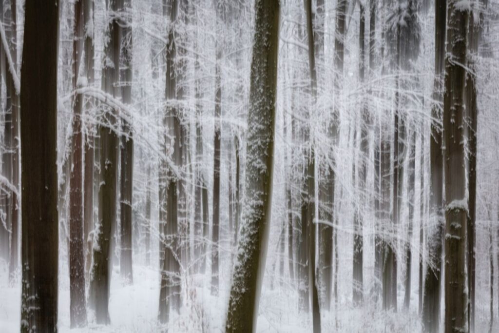 Verschneiter Wald mit hohen Bäumen und einer mystischen, nebelartigen Atmosphäre, die eine ruhige und friedliche Winterlandschaft vermittelt.