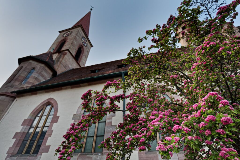 Kirche mit spitzer Turmspitze, gotische Fenster, rosafarbene Rosenblüten im Vordergrund, klarer Himmel