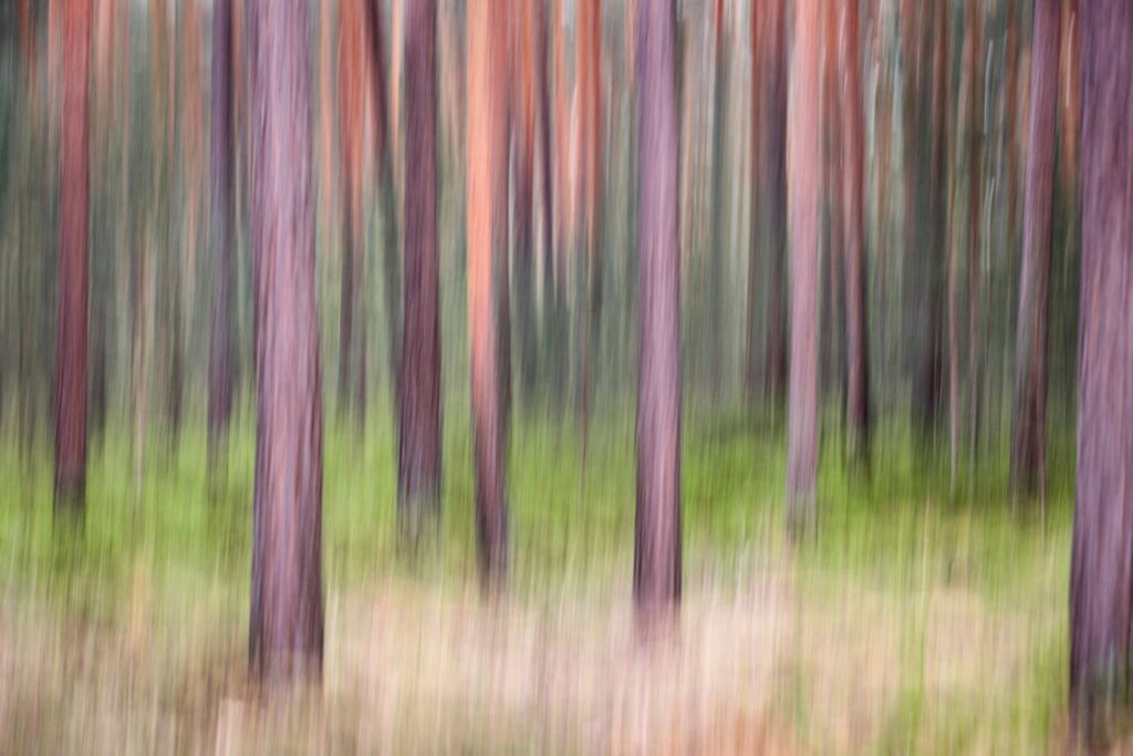 Unschärfe eines Waldes mit hohen Bäumen und grünem Unterholz, die eine ruhige, natürliche Atmosphäre vermitteln.