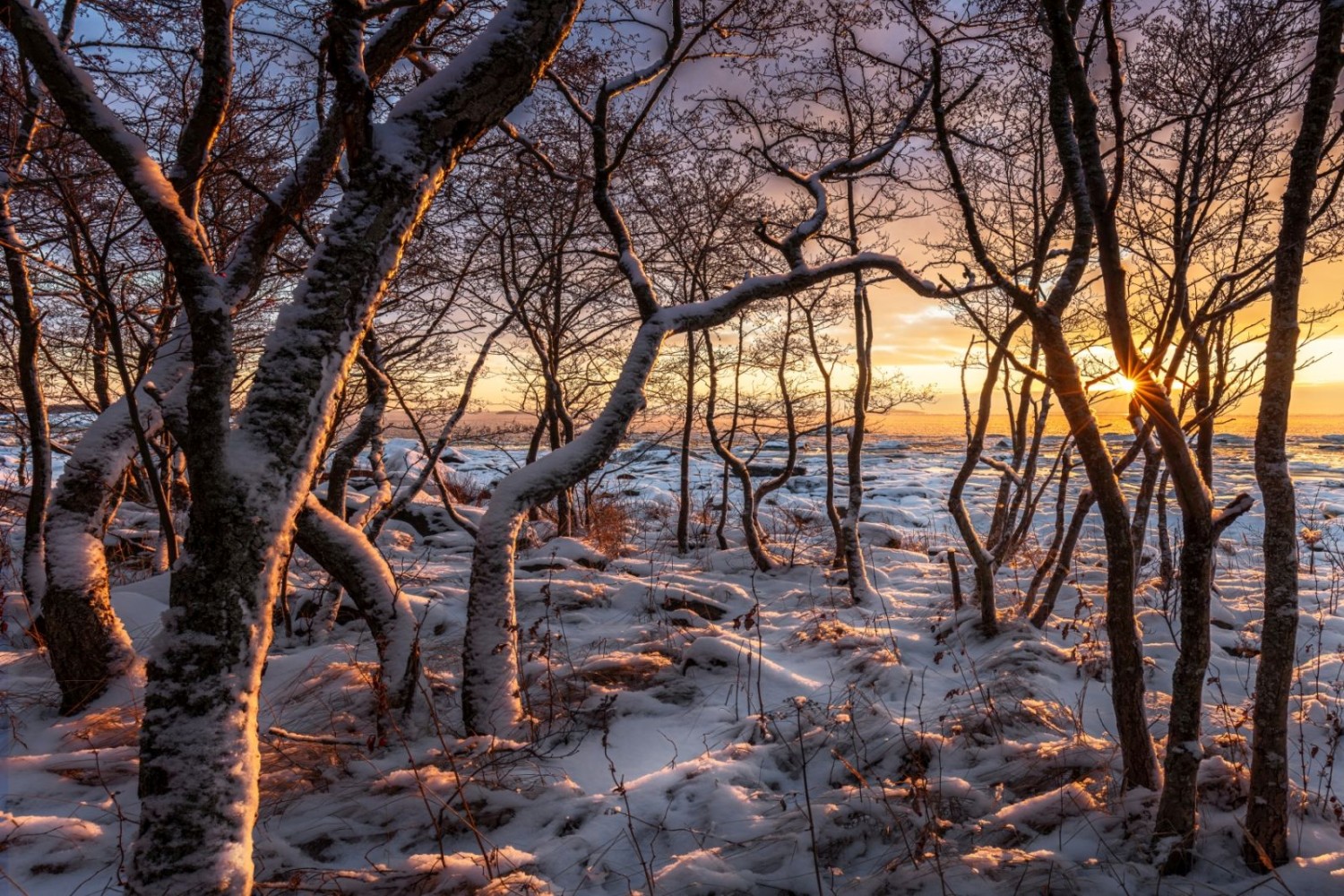 Winterwald mit verschneiten Bäumen und goldenem Sonnenuntergang am Horizont.