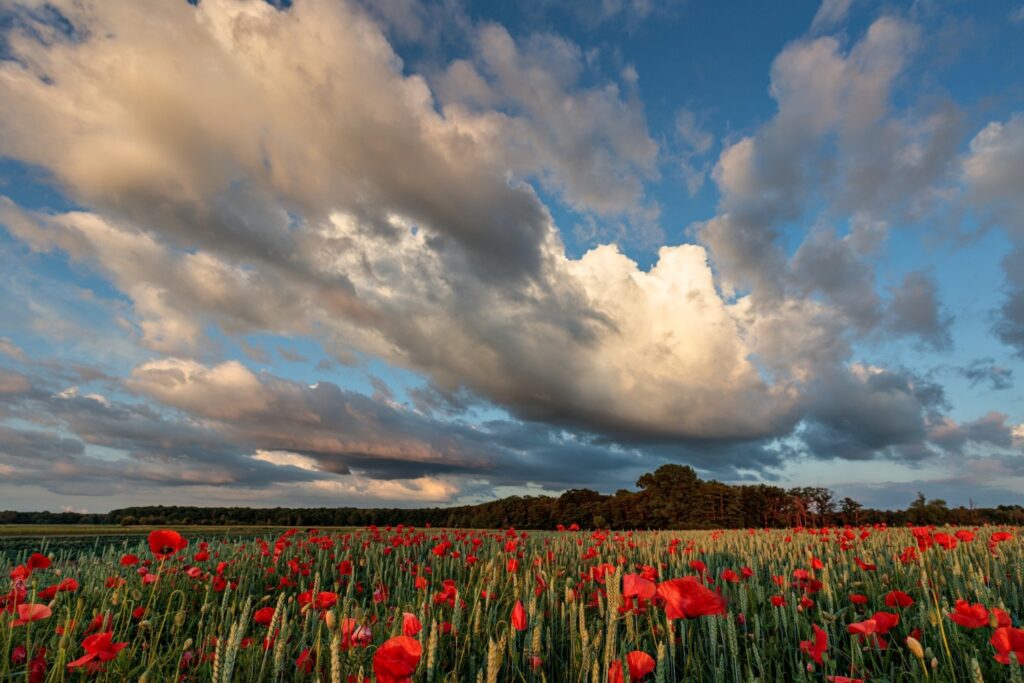 Rotes Mohnfeld im Vordergrund unter dramatischem Wolkenhimmel und blauem Himmel.