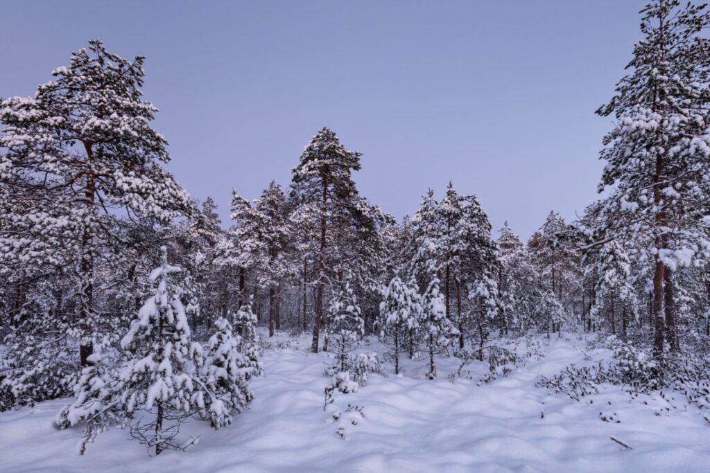 Winterwald mit schneebedeckten Tannen unter klarem blauem Himmel – verschneite, ruhige Waldlandschaft.