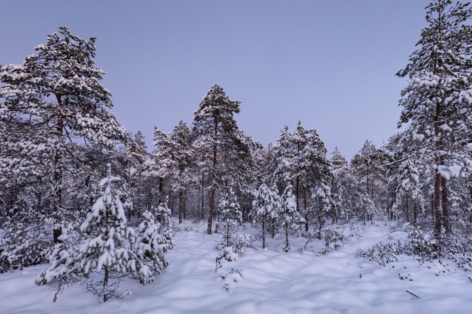 Winterwald mit schneebedeckten Tannen unter klarem blauem Himmel – verschneite, ruhige Waldlandschaft.