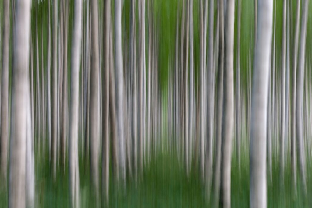nschärfe von Bäumen in einem grünen Wald, die eine ruhige und mystische Atmosphäre schafft.