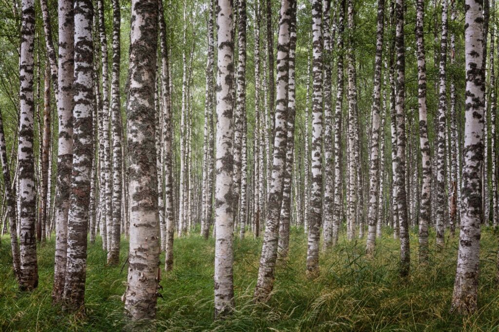 Dichte Birkenwaldlandschaft mit hohen, weißen Baumstämmen und üppigem grünem Unterholz.