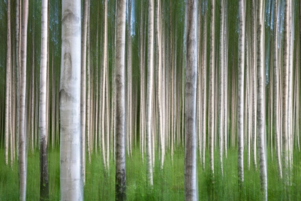 Ein verschwommener Wald mit schlanken, weißen Baumstämmen und üppigem, grünem Unterholz, der eine friedliche Naturszene darstellt.