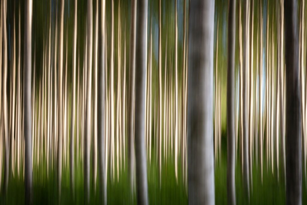 Verwischte Darstellung eines Waldes mit hohen, schlanken Baumstämmen und grünem Unterholz, die eine traumhafte, mystische Atmosphäre schaffen.