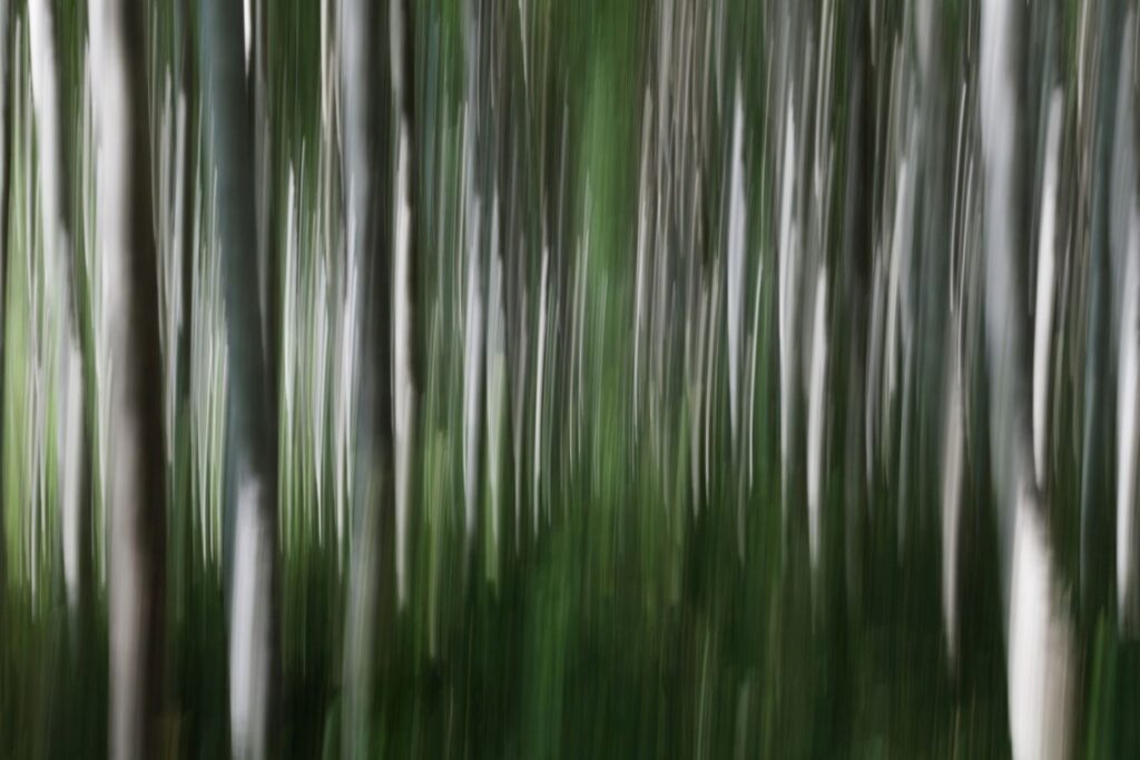 Verschwommene Darstellung eines Waldes mit hohen, schlanken Bäumen und üppigem grünem Unterholz, die eine ruhige und mystische Atmosphäre schaffen.
