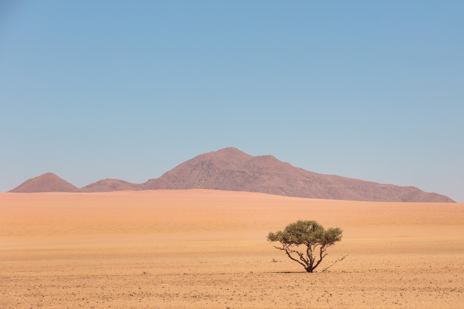 Ein einzelner Baum in einer weiten Wüstenlandschaft mit Sand, Dünen, fernen Bergen und blauem Himmel.