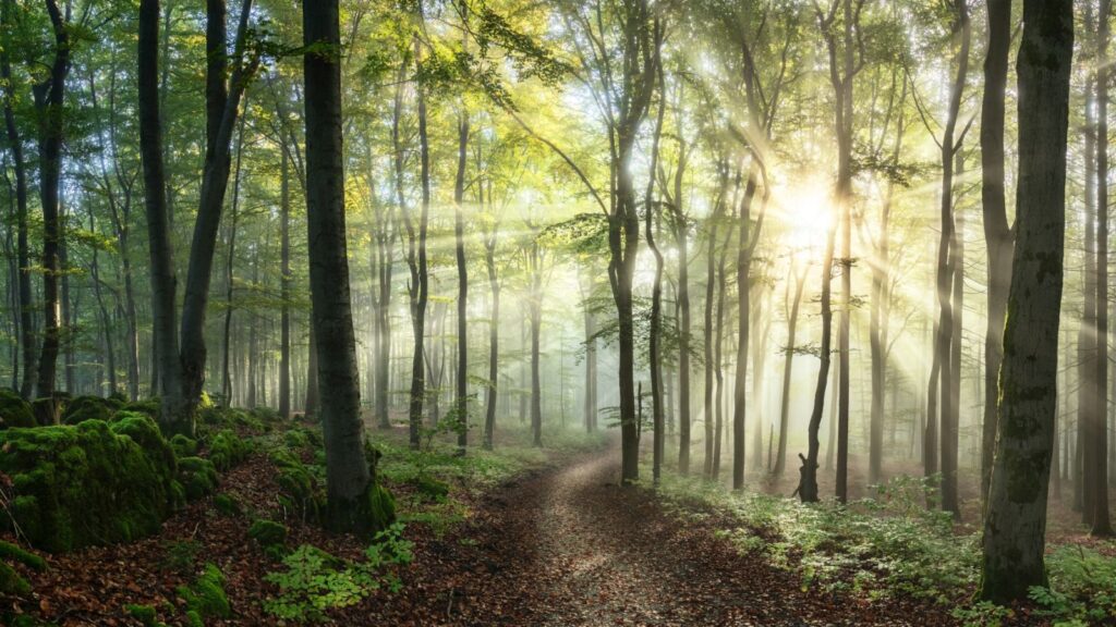 Ein nebliger Wald mit hohen Bäumen und Sonnenstrahlen, die durch das Laub scheinen. Ein schmaler Weg schlängelt sich durch die grüne Landschaft, umgeben von moosbedeckten Steinen und buntem Laub. Ideal für Naturfotografie und Wanderungen.