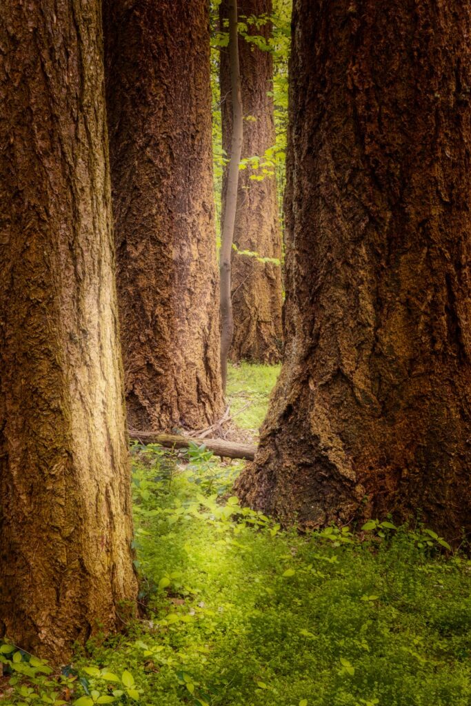Riesige Baumstämme im Wald, dichter Boden aus grünem Unterholz, Lichtstrahlen durch das Blätterdach.