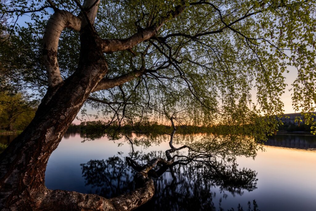 Große Birke am ruhigen See bei Sonnenuntergang, Spiegelung des Baums im Wasser und hängende Zweige über dem See.