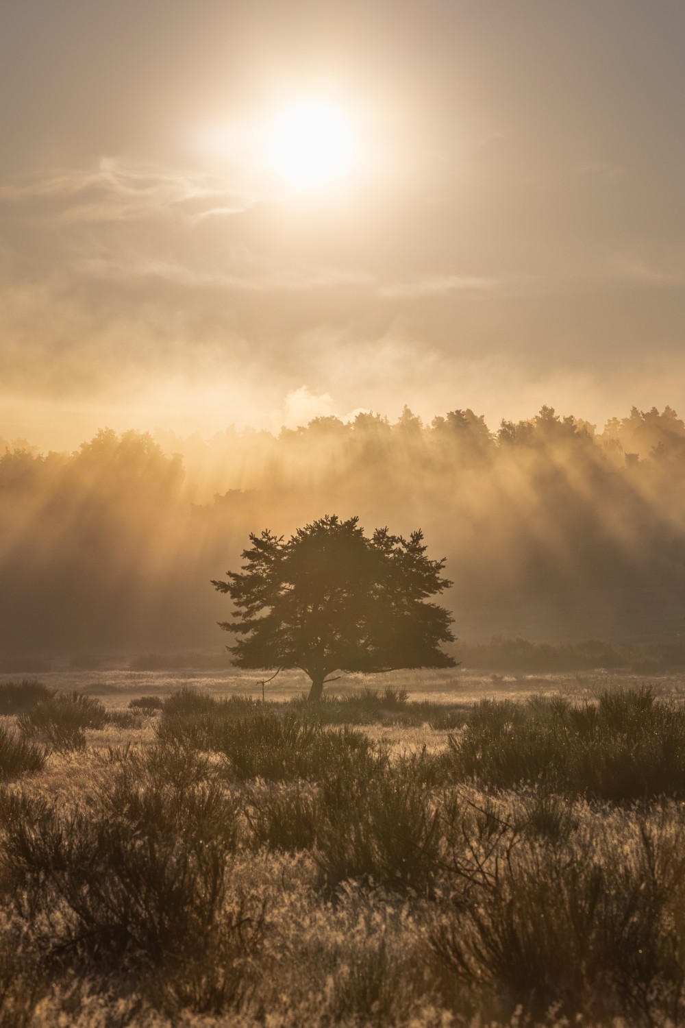 Morgenlandschaft: einsamer Baum in Nebel, goldene Sonnenstrahlen durch den Dunst über einer Heide.