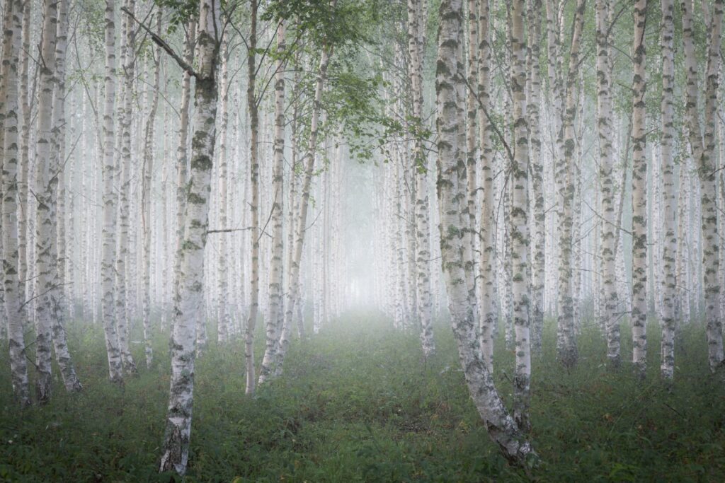 Nebliger Birkenwald mit schlanken, weißen Baumstämmen und dichtem, grünem Unterholz, der eine ruhige und mystische Atmosphäre vermittelt.