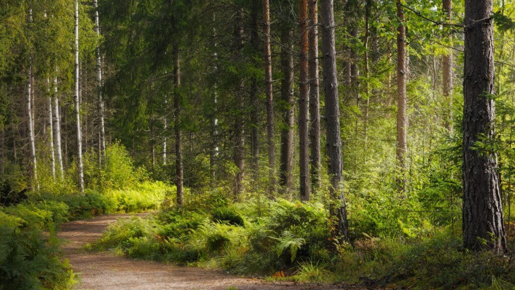 Waldweg umgeben von hohen Bäumen und üppigem Grün, der durch einen ruhigen Wald führt.