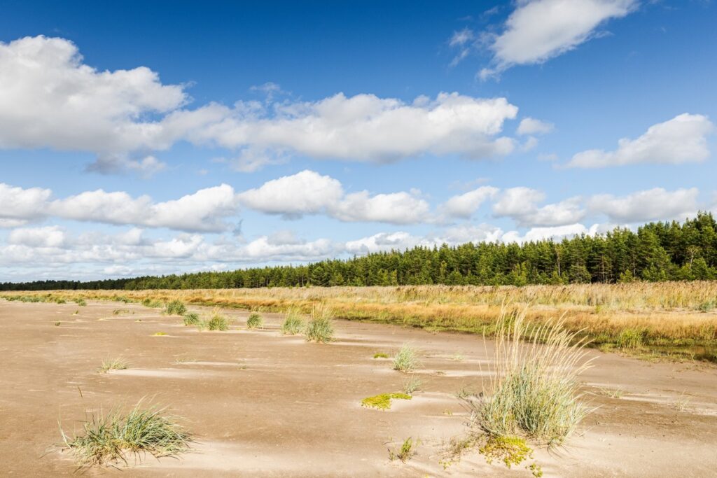 Trockenes Sandland mit Grasbüscheln, Waldkante aus Kiefern und wolkigem Himmel.