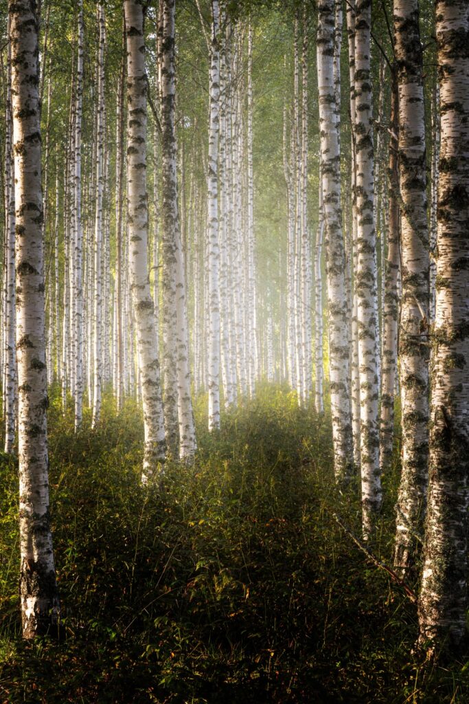 Birkenwald mit schlanken, weißen Bäumen, die in sanftem Licht stehen, umgeben von dichtem grünen Unterholz und leichtem Nebel.