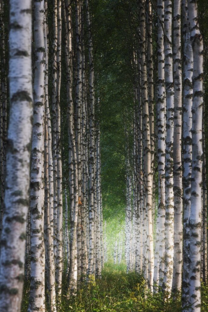 Birkenwald mit geraden, weißen Stämmen und dichtem grünem Laub, das einen malerischen Weg durch den Wald bildet. Sanftes Licht strömt durch die Baumreihe und schafft eine friedliche Atmosphäre.