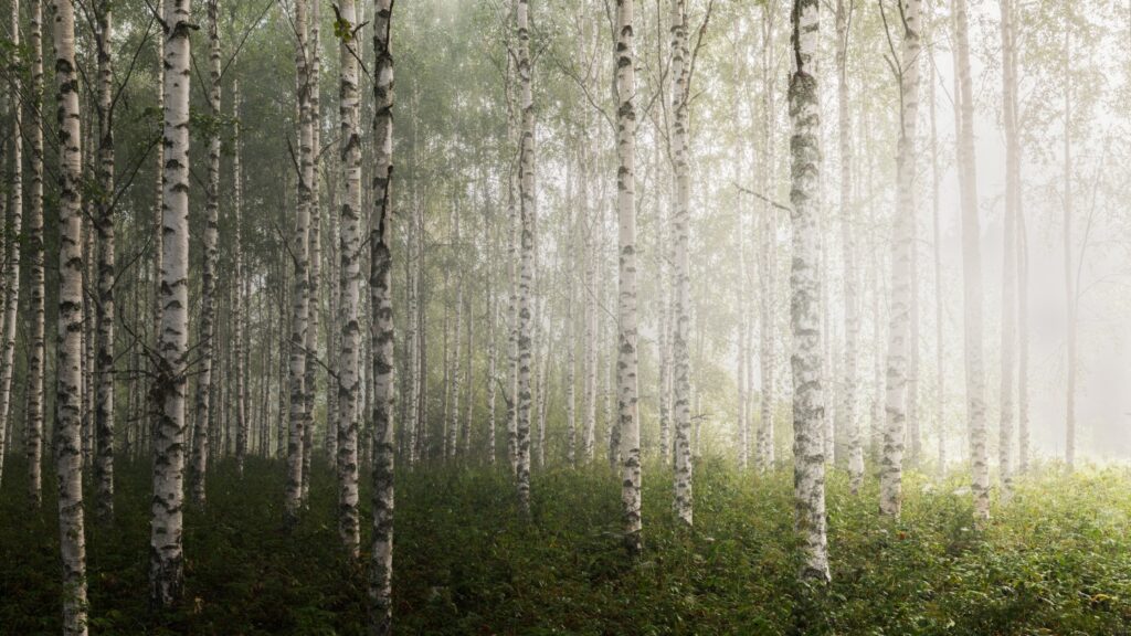 Birkenwald mit nebliger Atmosphäre und üppigem Grün im Unterholz.