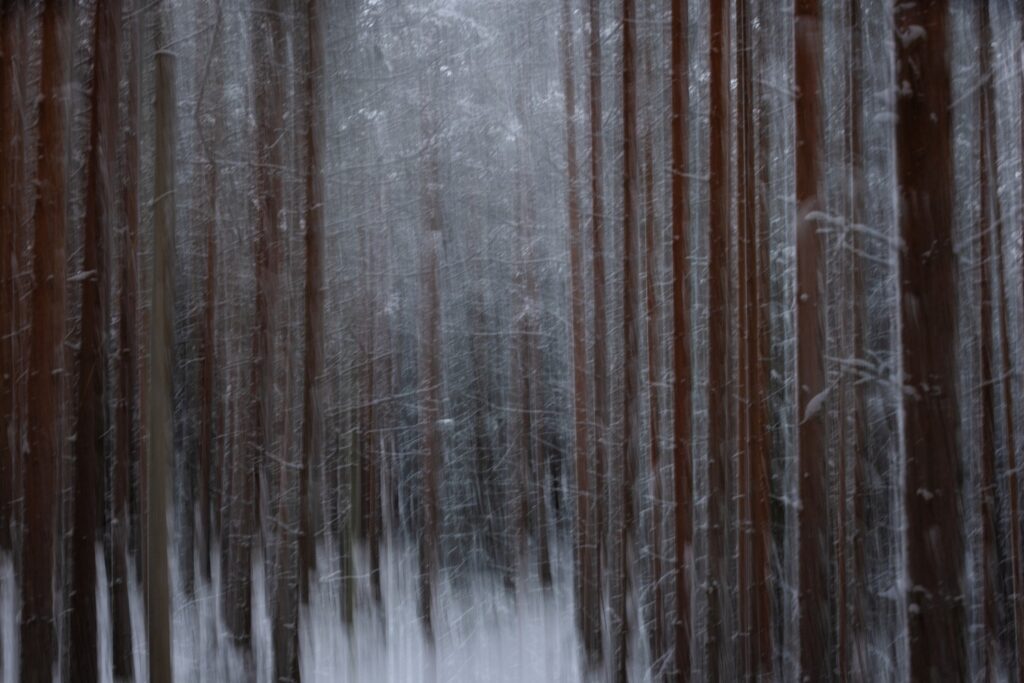 Verschneiter Wald mit unscharfen Baumstämmen, die eine mystische Atmosphäre erzeugen.