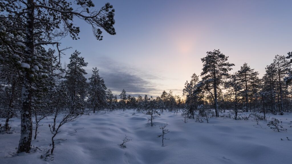 Verschneiter Nadelwald in einer ruhigen Winterlandschaft; Schnee bedeckt Boden und Bäume, Sonnenaufgang am Horizont.
