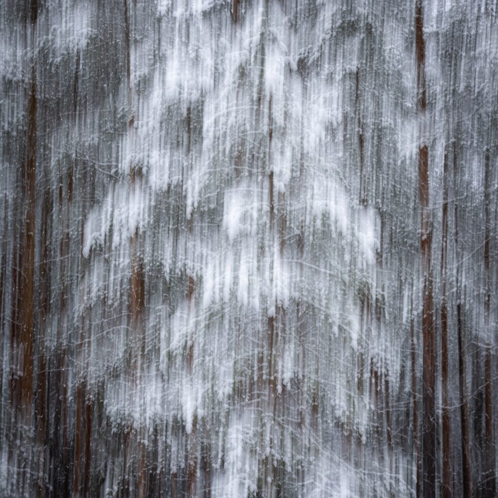 Verschneiter Wald mit verschwommenen Tannenbäumen im Schneefall, der eine winterliche Atmosphäre vermittelt.