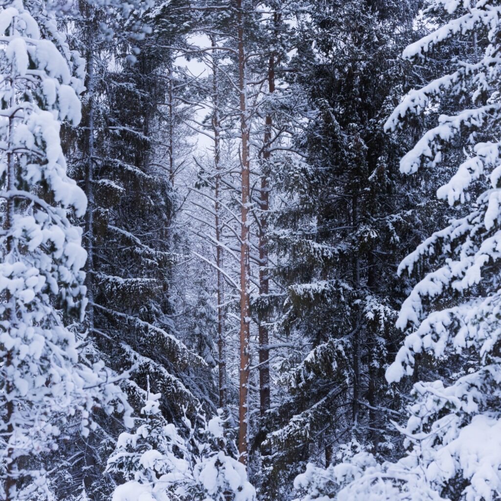 Winterwald mit schneebedeckten Tannen und Fichten, ruhige frostige Waldlandschaft im Schnee.