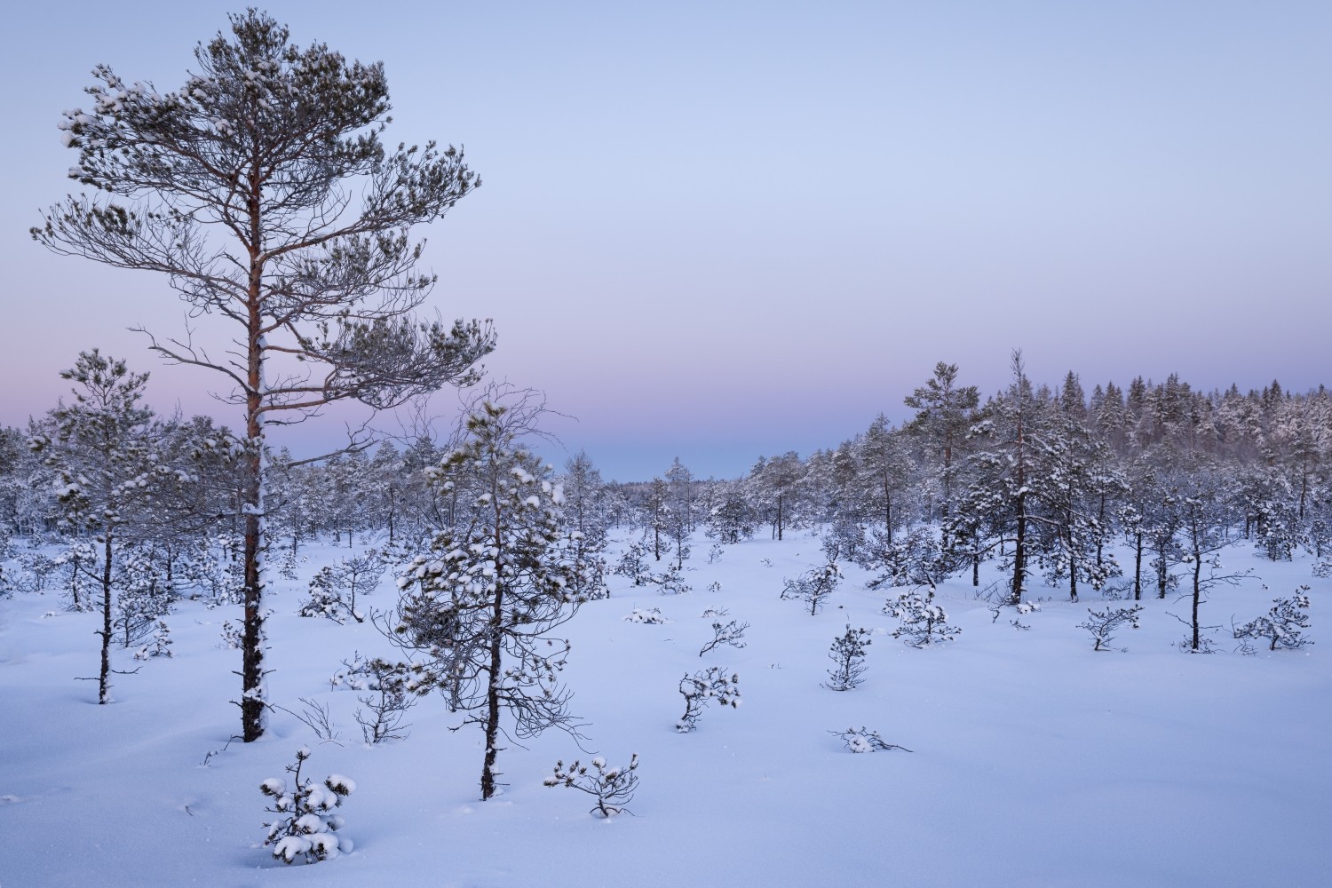 Winterliche Schneelandschaft mit einem einsamen Kiefernbaum im schneebedeckten Wald vor Pastellhimmel.