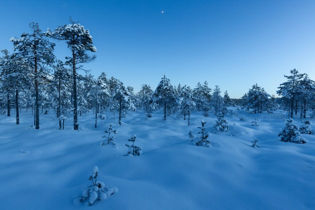 Verschneite Nadelwald-Winterlandschaft unter klarem blauem Himmel.