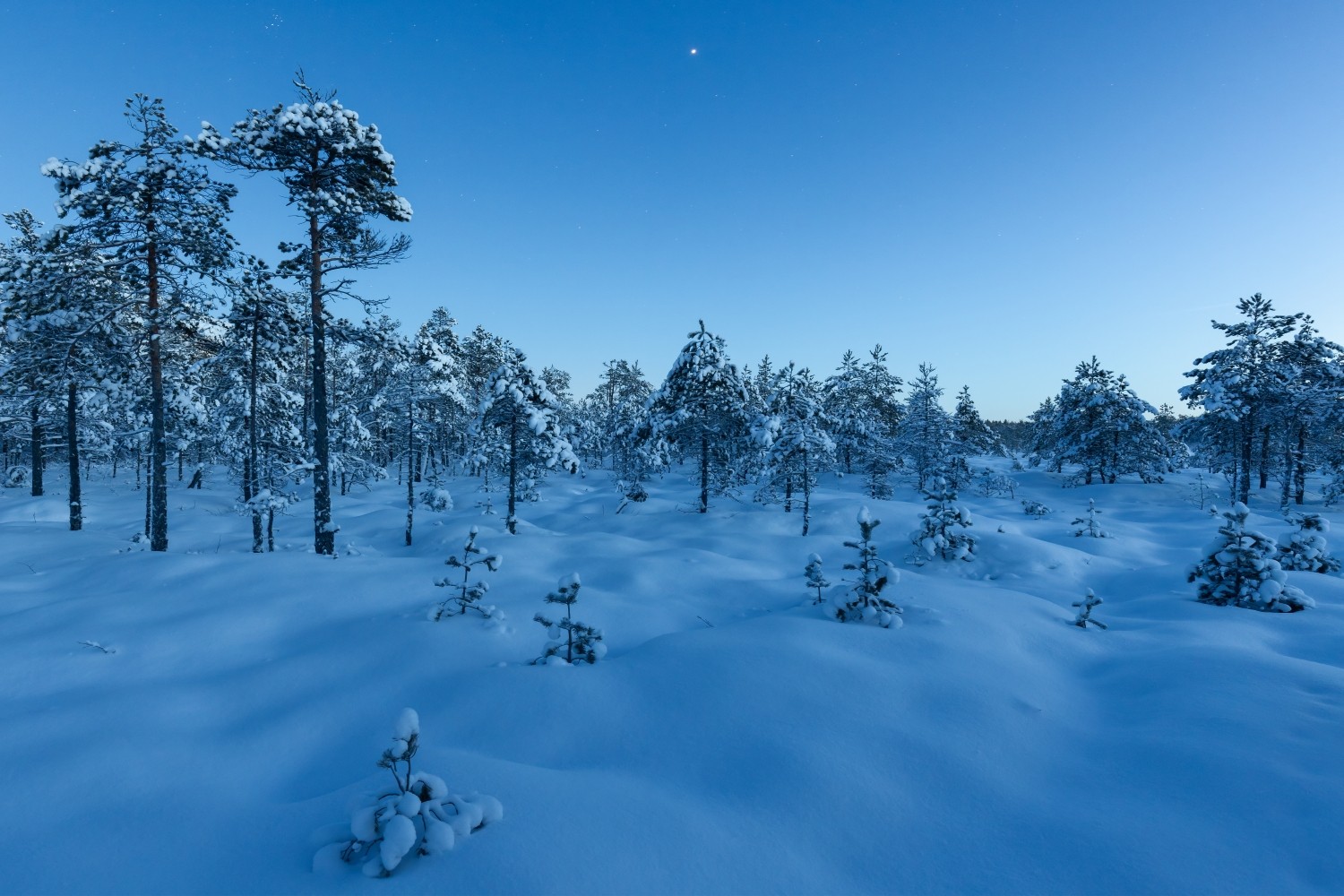 Verschneite Nadelwald-Winterlandschaft unter klarem blauem Himmel.