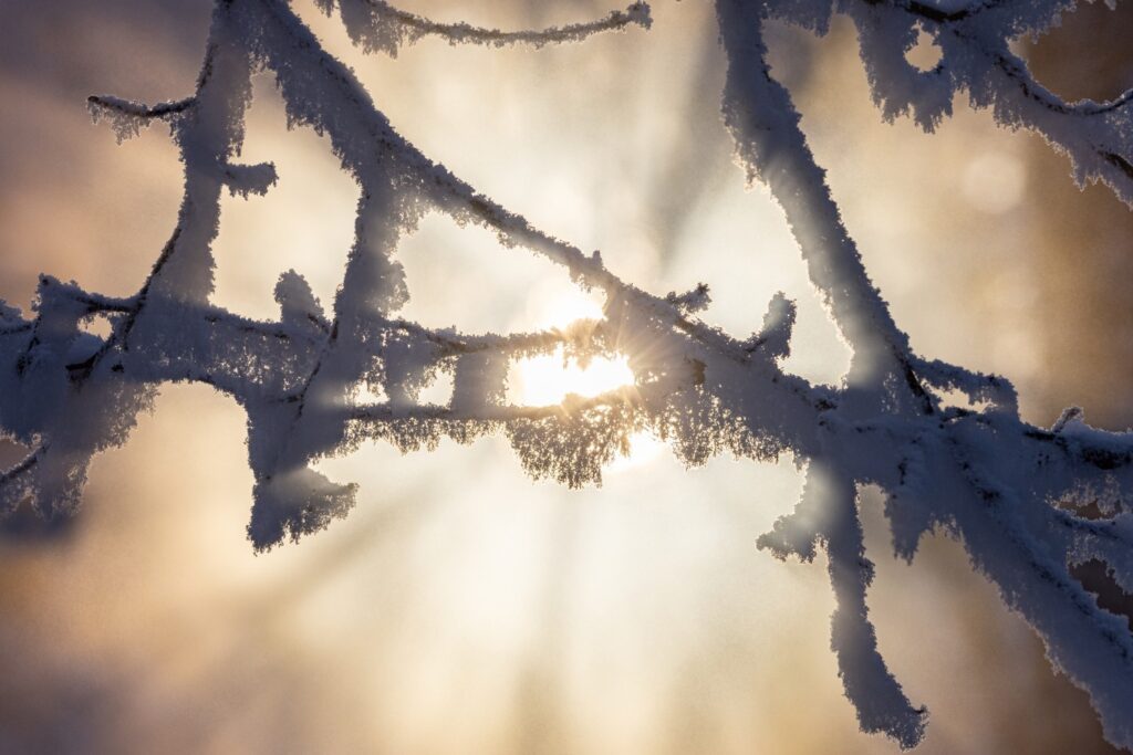 Eiszapfen an Baumzweigen im Sonnenlicht, das durch einen nebligen Winterhimmel strahlt.