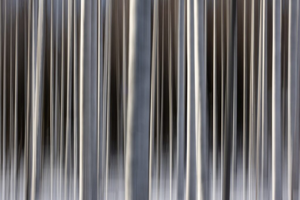 Abstrakte Darstellung von Bäumen in einem Wald, mit vertikalen Linien, die eine Bewegung oder Unschärfe suggerieren. Die Farbtöne variieren zwischen Grau und Schwarz, was eine mystische Atmosphäre schafft.