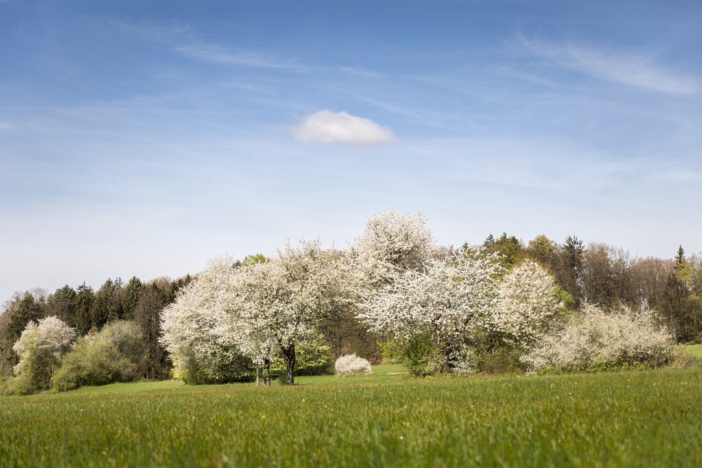 Blühende Obstbäume auf einer Wiese im Frühling unter blauem Himmel mit wenigen Wolken, umgeben von einem Wald.