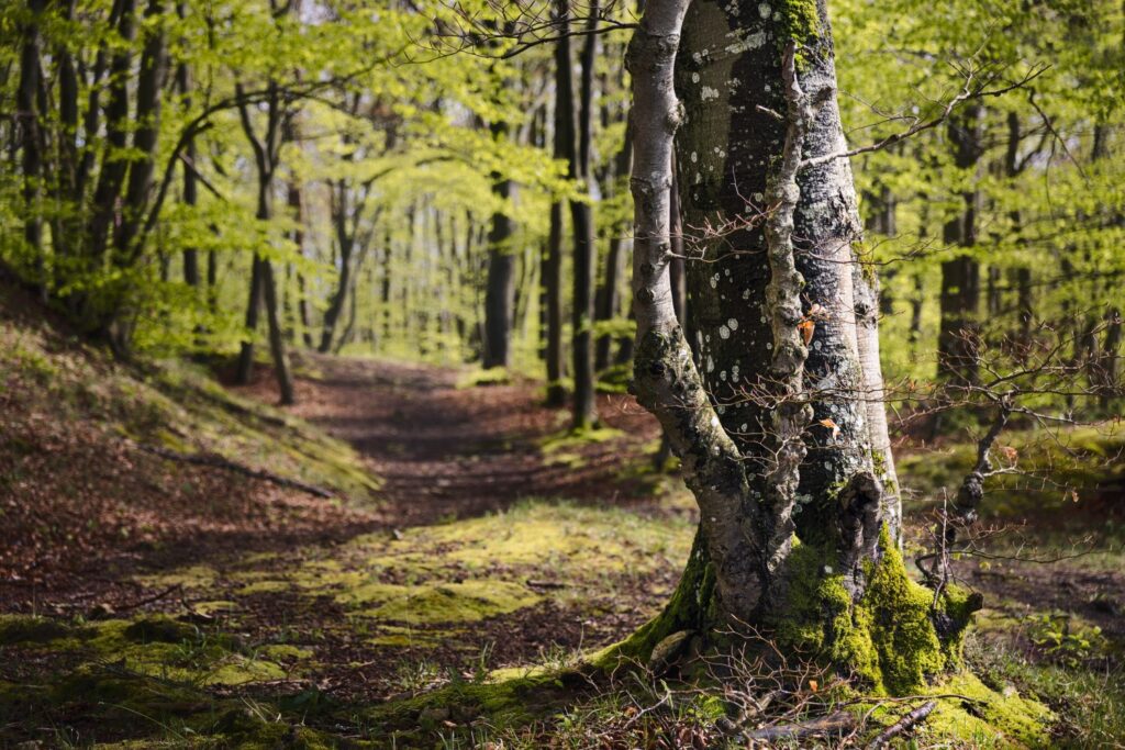 Ein sonniger Waldweg mit üppigem, grünem Laub und einem moosbedeckten Baumstamm im Vordergrund. Die sanft geschwungene Strecke führt durch einen ruhigen, natürlichen Lebensraum.