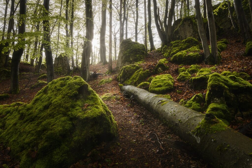 Moosbedeckte Felsen und umgestürzte Bäume im dichten Wald, durch das Sonnenlicht beleuchtet, mit grünen Blättern und herbstlichem Laub auf dem Boden.