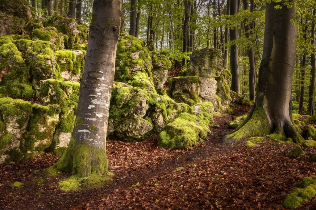 Moosbedeckte Felsen und Bäume in einem malerischen Wald mit herbstlichem Laub. Der Pfad schlängelt sich durch die grüne Landschaft, umgeben von üppigem Blattwerk.