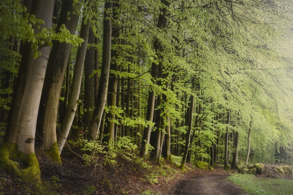 Ein malerischer Waldweg umgeben von hohen Bäumen mit frischem, grünem Blattwerk. Die sanften Lichtverhältnisse schaffen eine ruhige Atmosphäre.