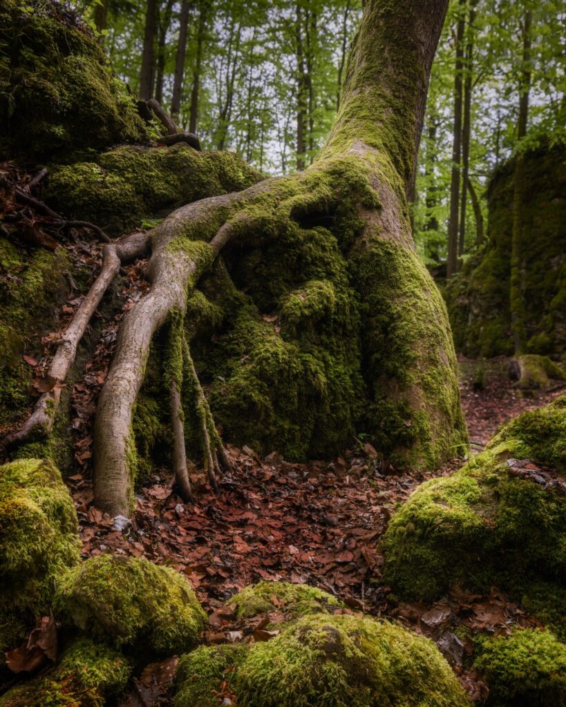 Moosbedeckter Baumstamm mit sichtbaren Wurzeln in einem dichten, grünen Wald. Herbstliche Blätter liegen auf dem Boden.