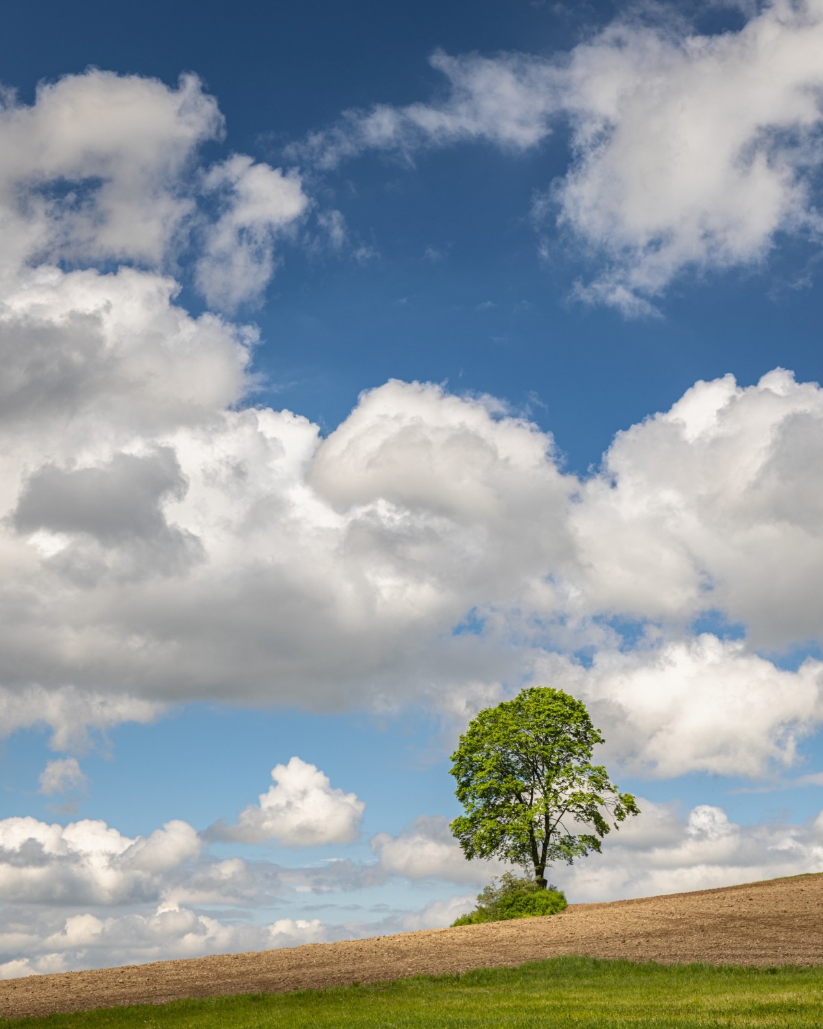Allein stehender Baum auf einem Hügel vor grünem Feld mit weißen Wolken im blauen Himmel.