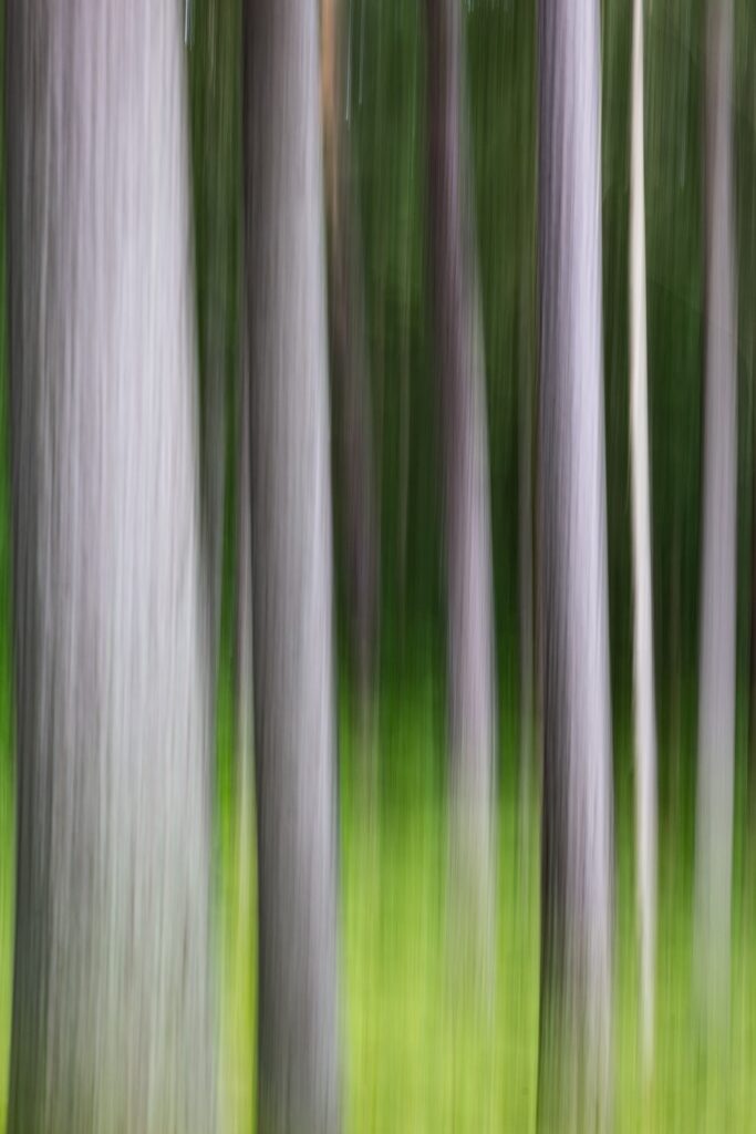 Ein abstraktes, verschwommenes Bild zeigt helle, senkrechte Streifen, die an Baumstämme erinnern, vor einem unscharfen grünen Hintergrund.