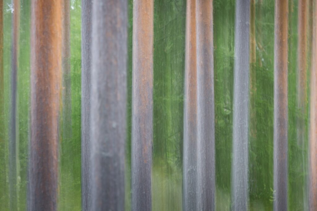 Verwischte Aufnahme von Baumstämmen in einem Wald, die von grünem Blattwerk umgeben sind, mit einem Fokus auf die texturierten Rinden und die sanften Farben der Natur.