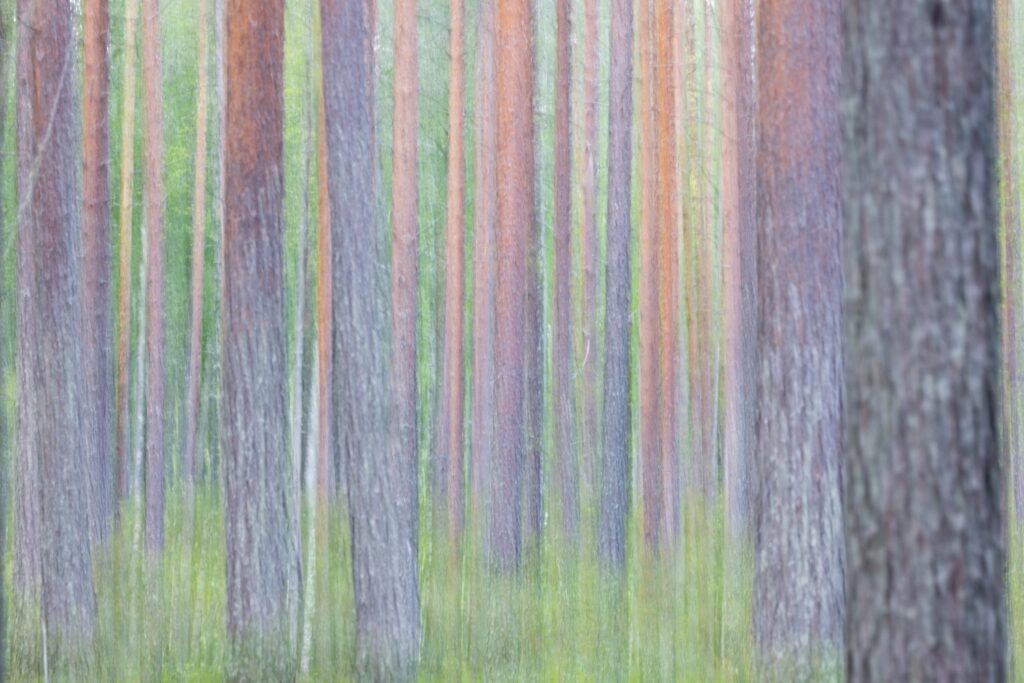 Ein verschwommener Wald mit hohen, schlanken Bäumen in verschiedenen Farbtönen, umgeben von grünem Unterholz.