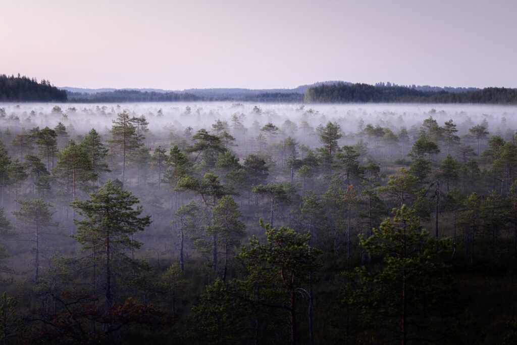 Kiefernwald im Morgennebel, Nebel über Baumkronen, ruhige Naturlandschaft im Dämmerlicht.